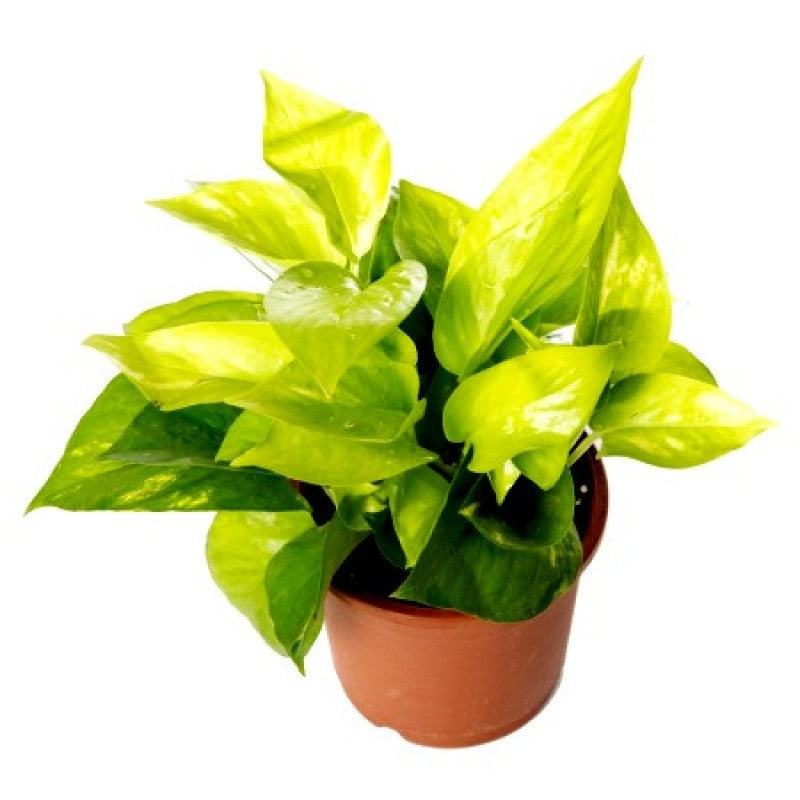 Golden Money Plant.