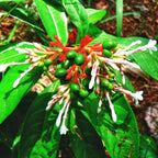 Sarpgandha Plant - Indian snakeroot.