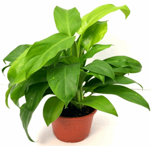 Philodendron Green Plant.