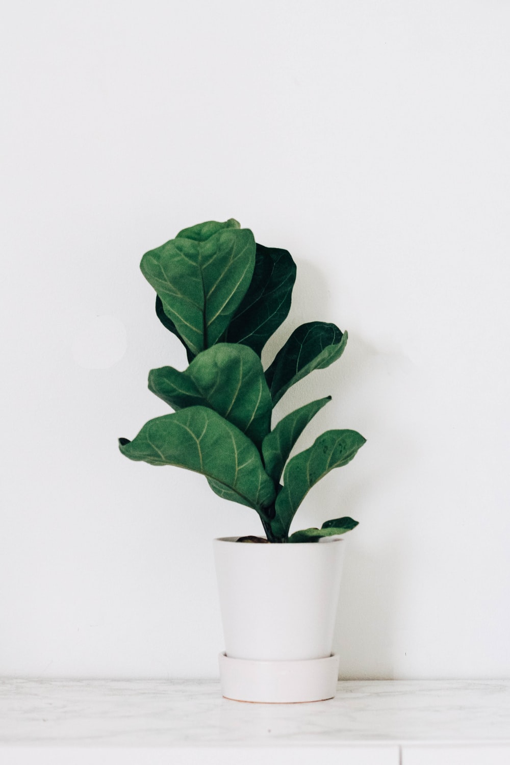 Fiddle Leaf Fig Plant.