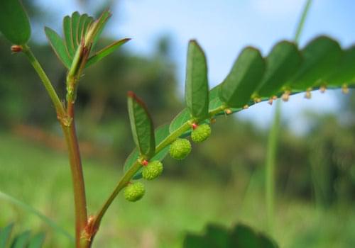 Bhumyamalaki - Phyllanthus Niruri - Keelanelli Plant.