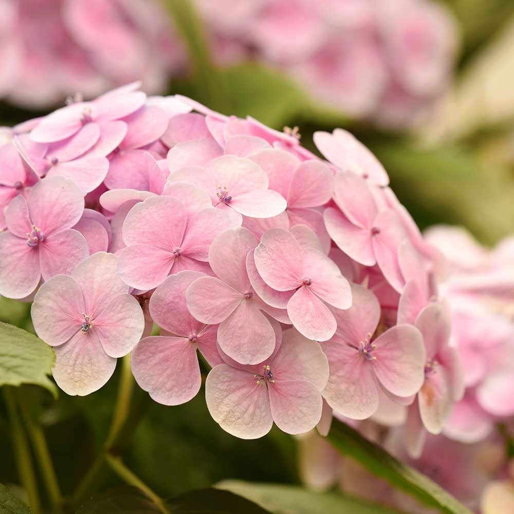 Hydrangea Plant.
