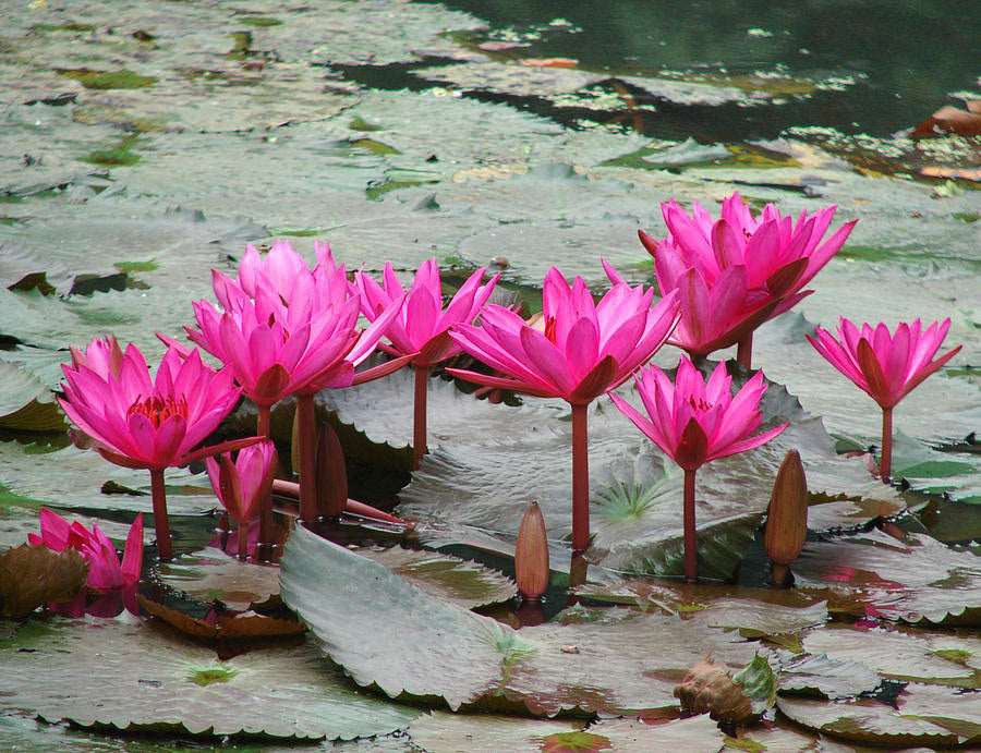 Pink Water Lily Plant.