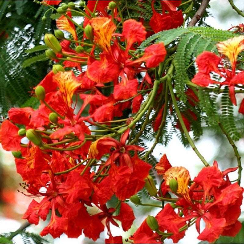 Gulmohar Tree Sapling.