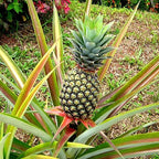 Grafted Pineapple Fruit Plant.
