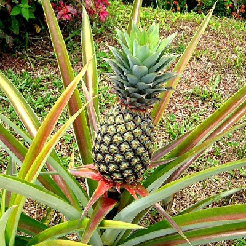 Grafted Pineapple Fruit Plant.