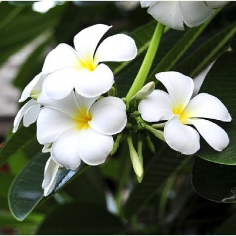 Plumeria White Plant.