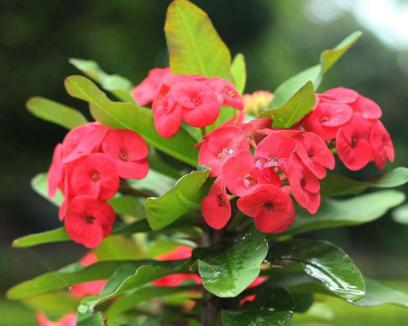 Euphorbia Red - Christ Priest Plant.