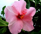 Baby Pink Hibiscus Plant - Gudhal Plant.