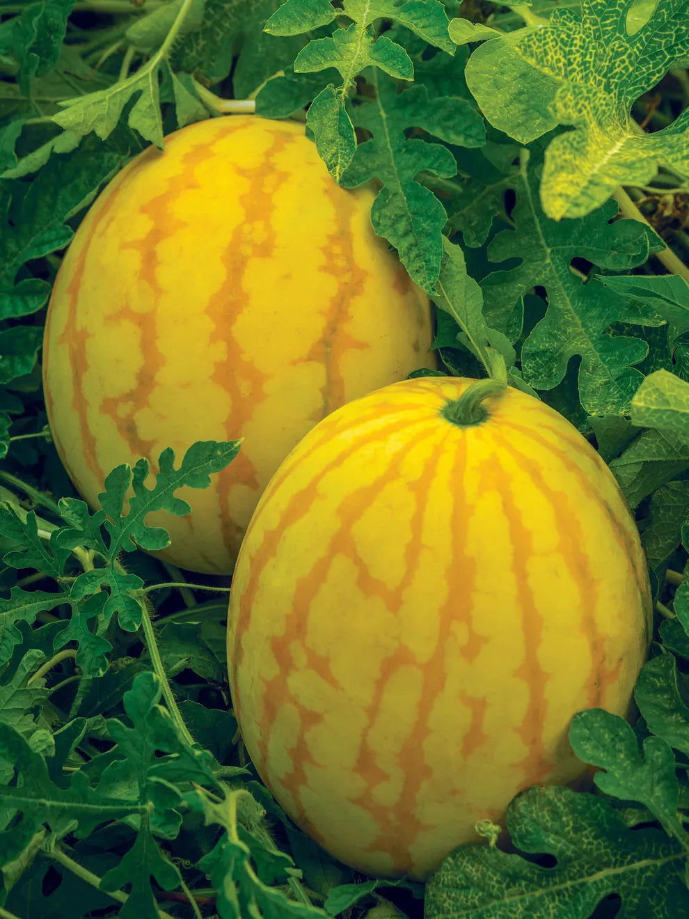 Golden Watermelon Seed Balls - Just Throw & Grow