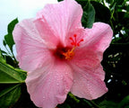 Baby Pink Hibiscus Plant - Gudhal Plant.