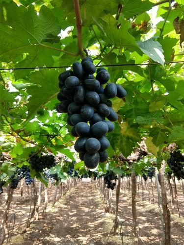 Grafted Black Paneer Grapes Fruit Plant.