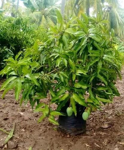 Grafted Banganapalli Mango Plant.