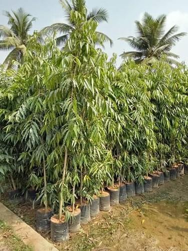 Ashoka Tree Sapling.