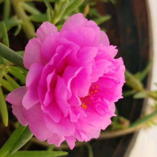 Table Rose Dark Pink Plant.