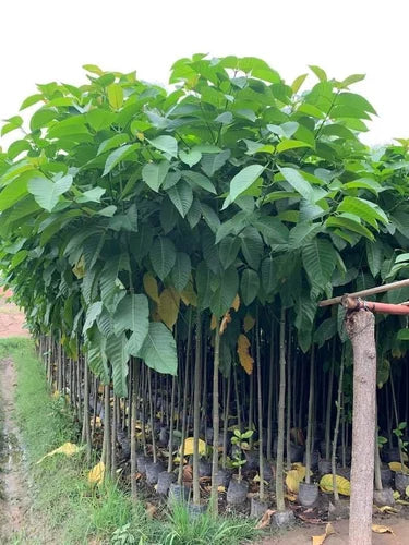 Kadamba Plant - Neolamarckia cadamba - Burflower-tree