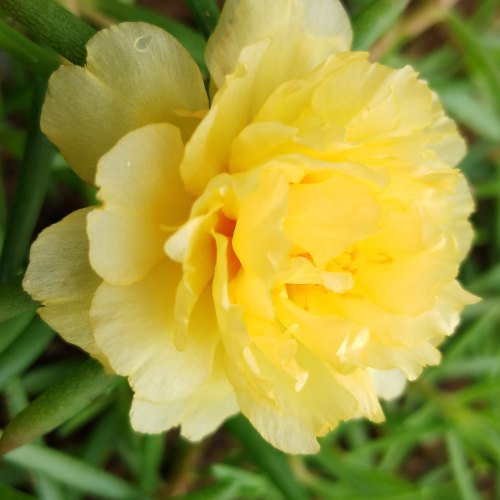 Table Rose Yellow Plant.