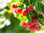 Grafted RaspBerry Fruit Plant.