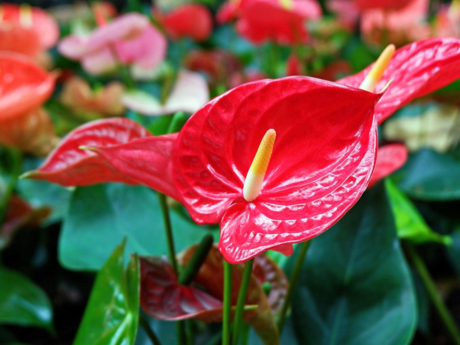 Anthurium Plant.