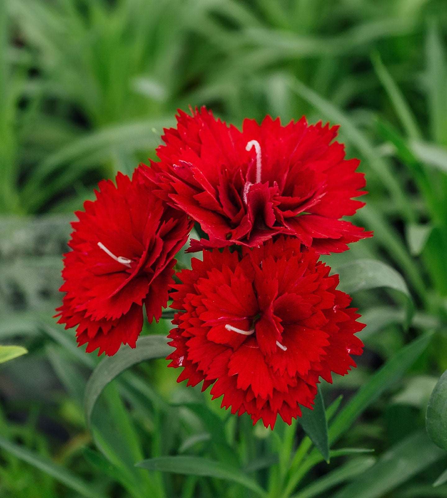 Carnation Red Plant.