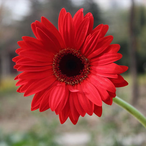 Red Gerbera Plant.