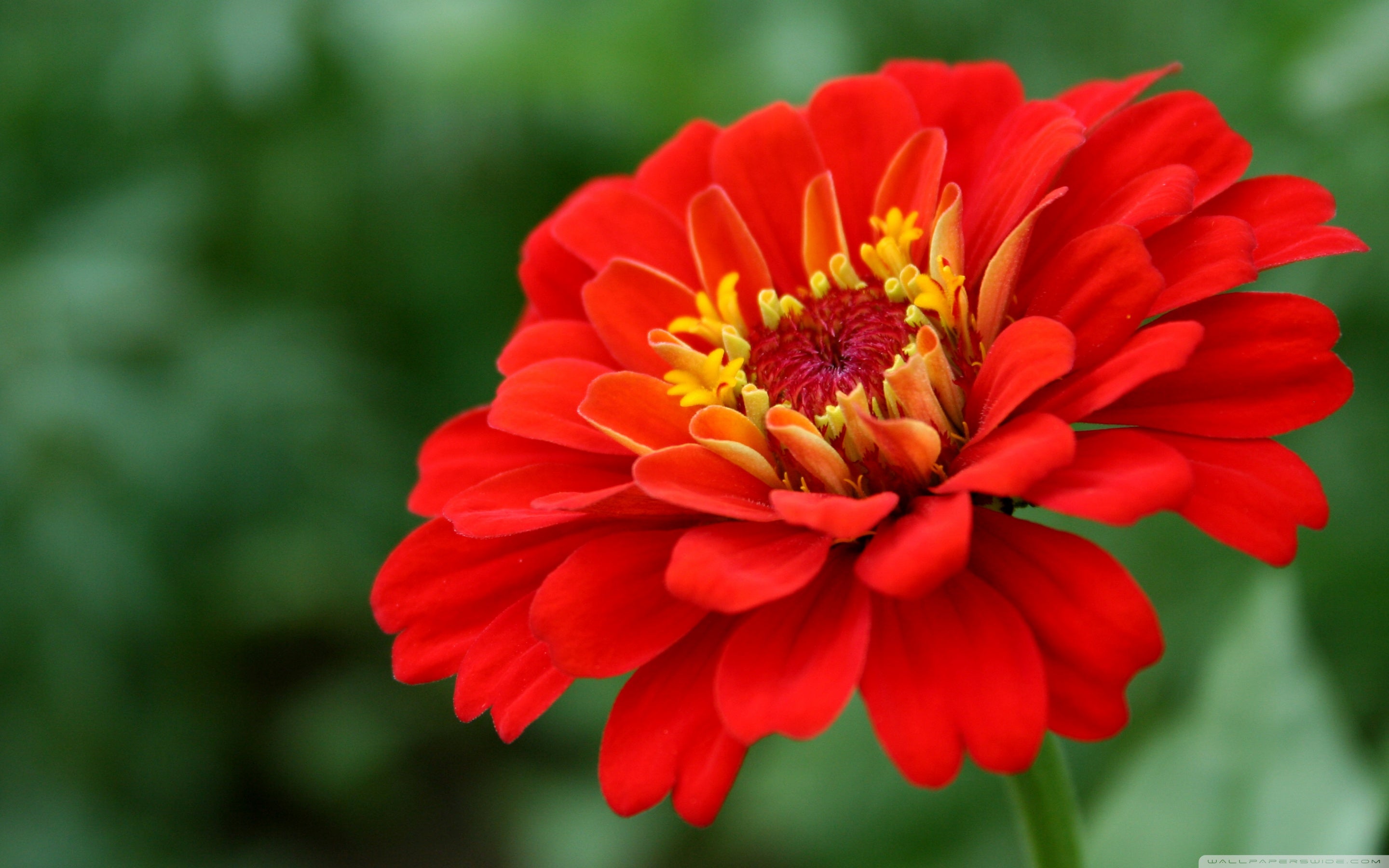 Zinnia Plant.