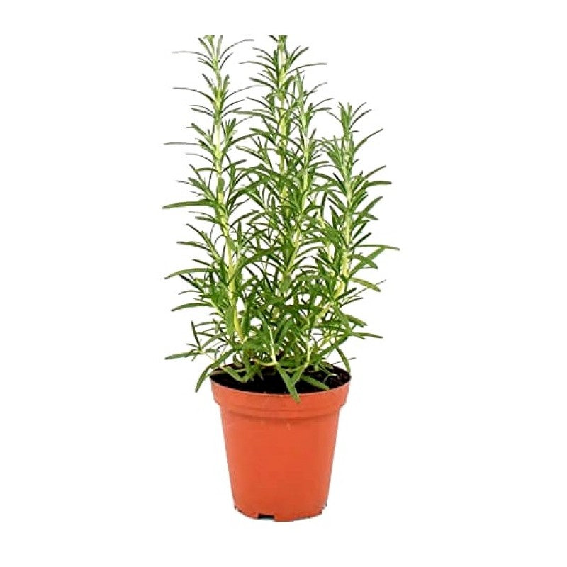 Rosemary Plant.