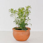 Ruta Graceolens - Aruvatham Pachai Plant.