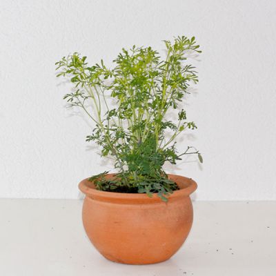 Ruta Graceolens - Aruvatham Pachai Plant.