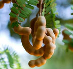 Grafted Sweet Tamarind Plant.
