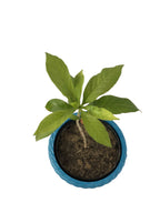 Sarpgandha Plant - Indian snakeroot.