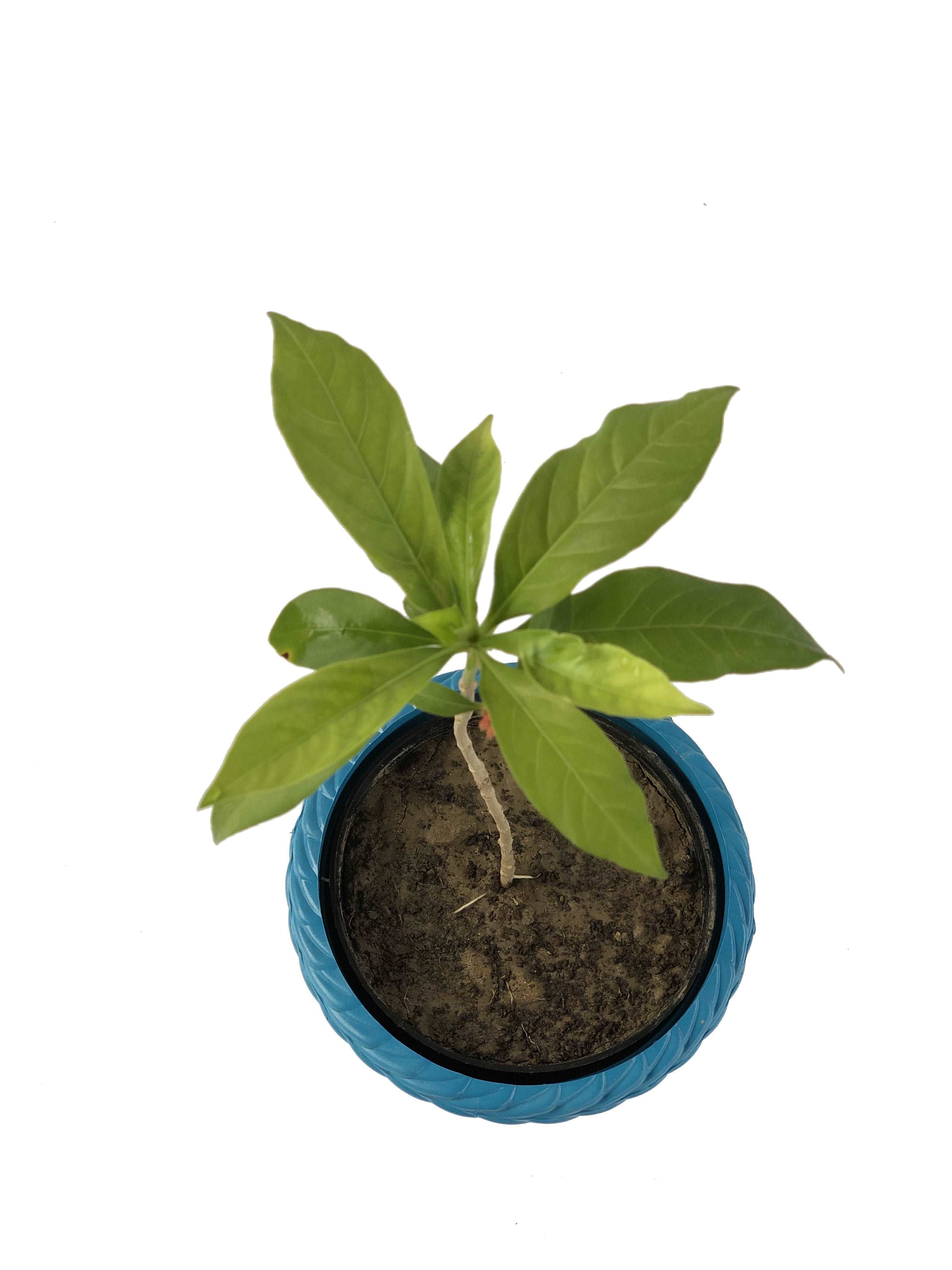 Sarpgandha Plant - Indian snakeroot.