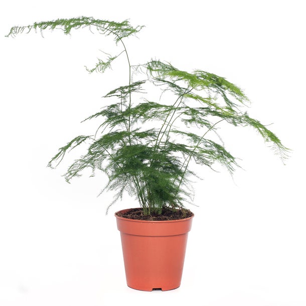 Wild Asparagus Plant - Shatavari.