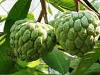 Grafted Custard Apple Fruit Plant.
