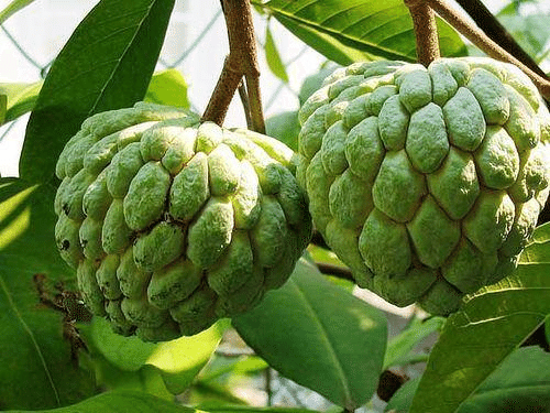 Grafted Custard Apple Fruit Plant.