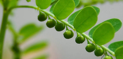 Bhumyamalaki - Phyllanthus Niruri - Keelanelli Plant.