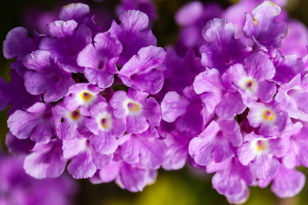 Violet Lantana Plant.
