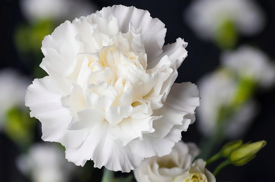 Carnation White Plant.