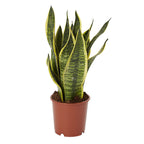 Snake Plant.