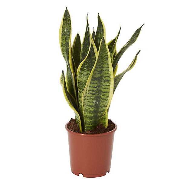 Snake Plant.