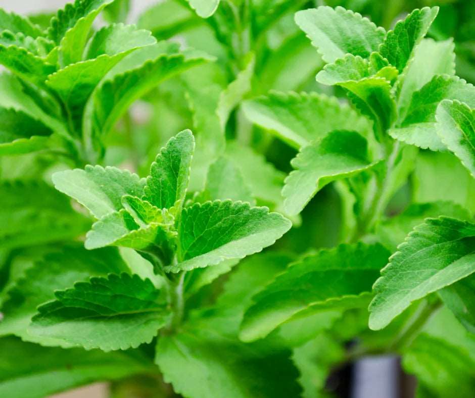 Stevia Plant - Stevia rebaudiana.