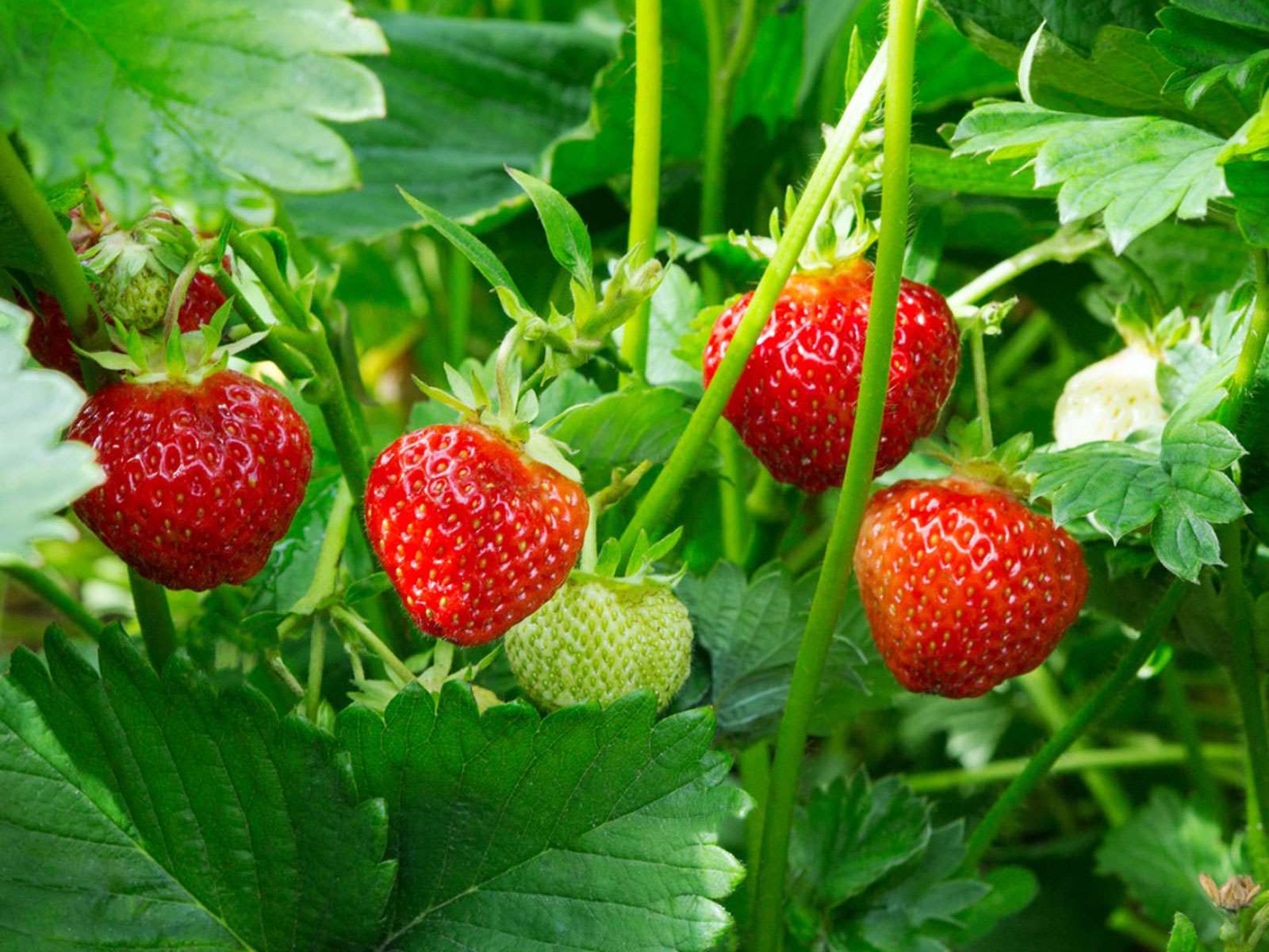 Grafted Strawberry Fruit Plant.