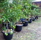 Grafted Imam Pasand Mango Plant.