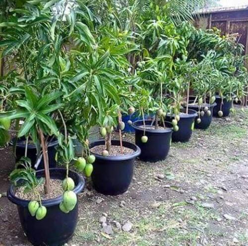 Grafted Imam Pasand Mango Plant.