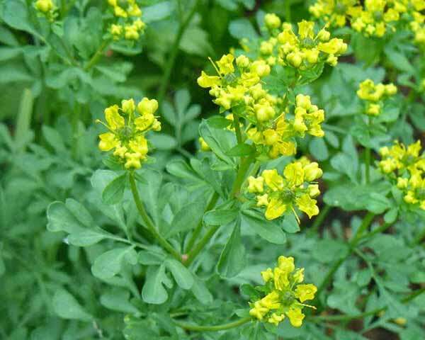 Ruta Graceolens - Aruvatham Pachai Plant.