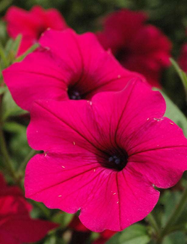 Petunia Pink Plant.