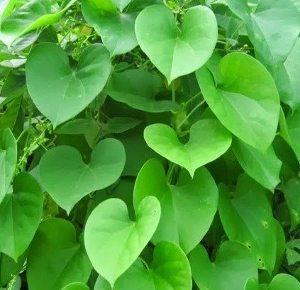 Tinospora Cordifolia - Seenthil Kodi - Heart-leaved moonseed Plant.