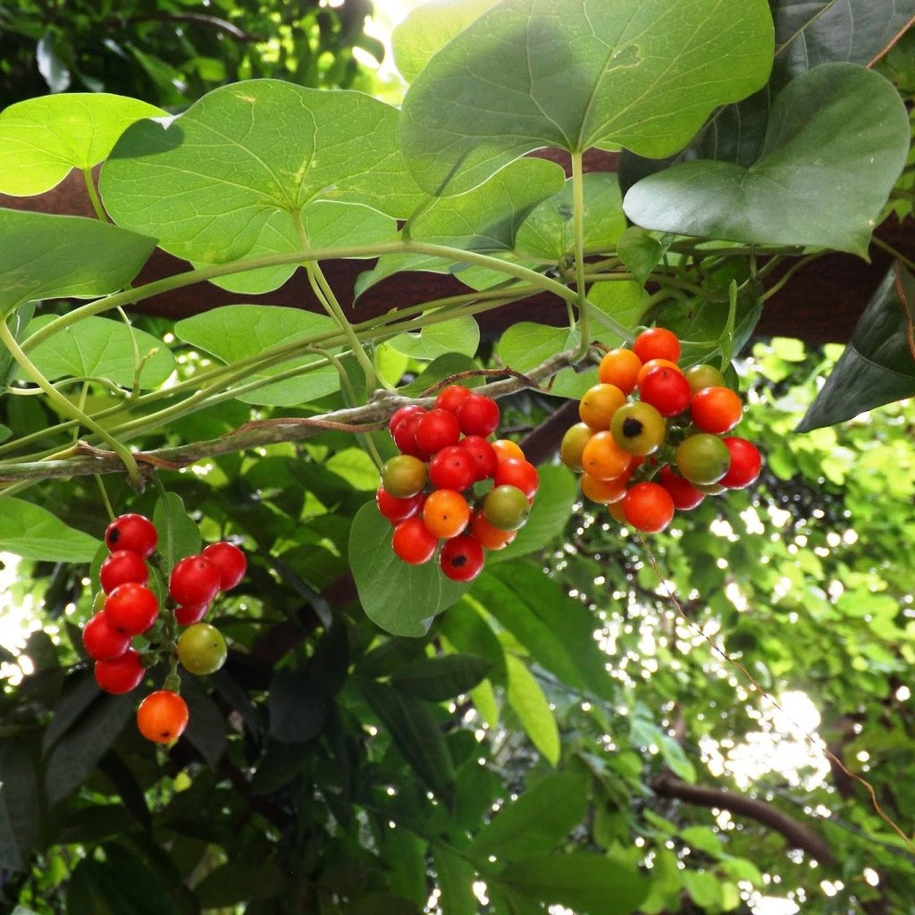 Tinospora Cordifolia - Seenthil Kodi - Heart-leaved moonseed Plant.