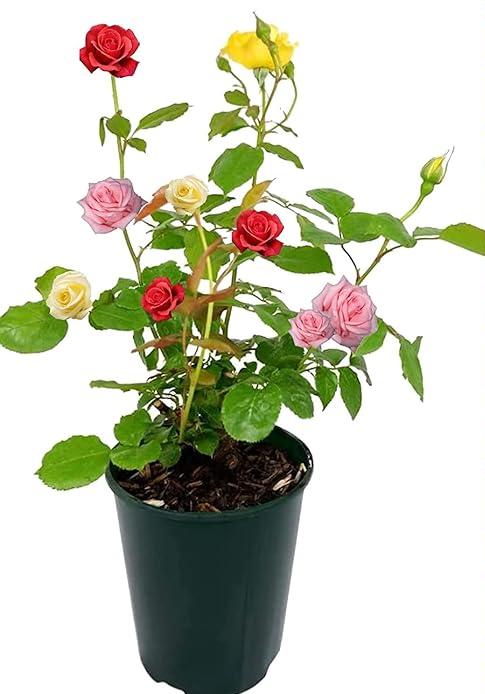 3 in 1 Color Rose Plant