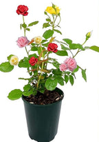 3 in 1 Color Rose Plant